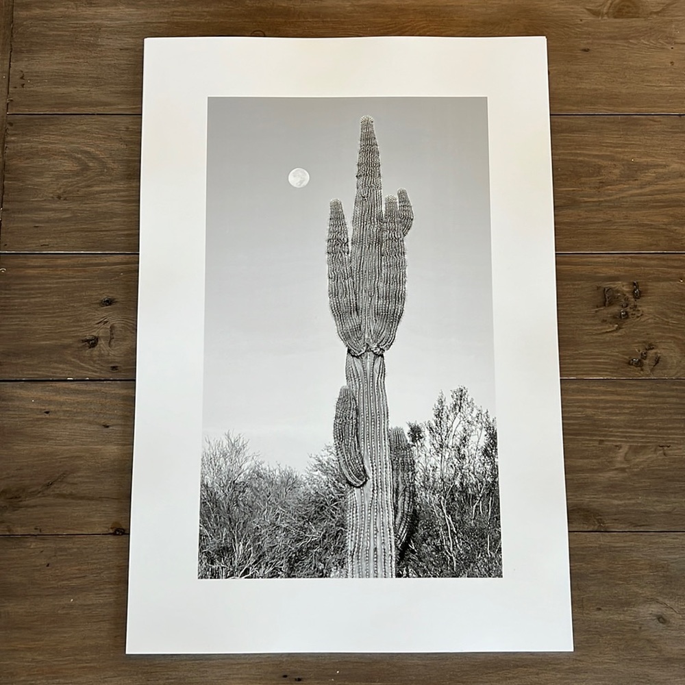 Original Black and White Cactus Photography 13x19 Wall Art Print.